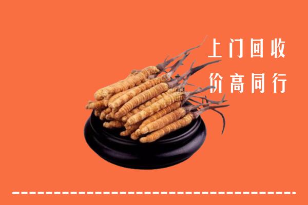 淄博回收散虫草